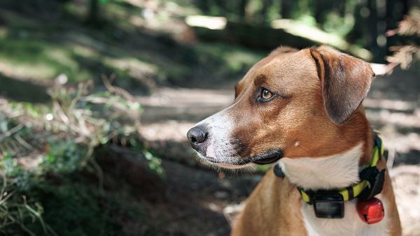 Laut Stiftung Warentest: Das sind die besten GPS-Tracker für Tiere - Foto: iStock / Petra Richli