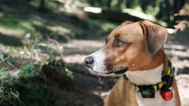 Laut Stiftung Warentest: Das sind die besten GPS-Tracker für Tiere - Foto: iStock / Petra Richli