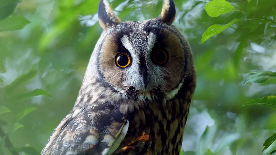 tierische superhelden