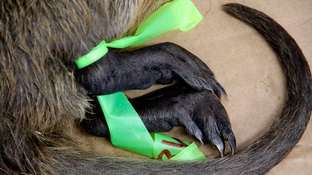 tierische eroberer