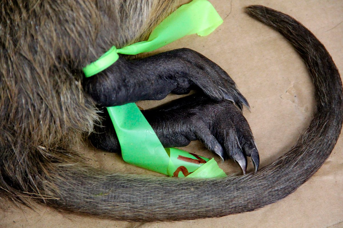 Tierische Eroberer tierische eroberer