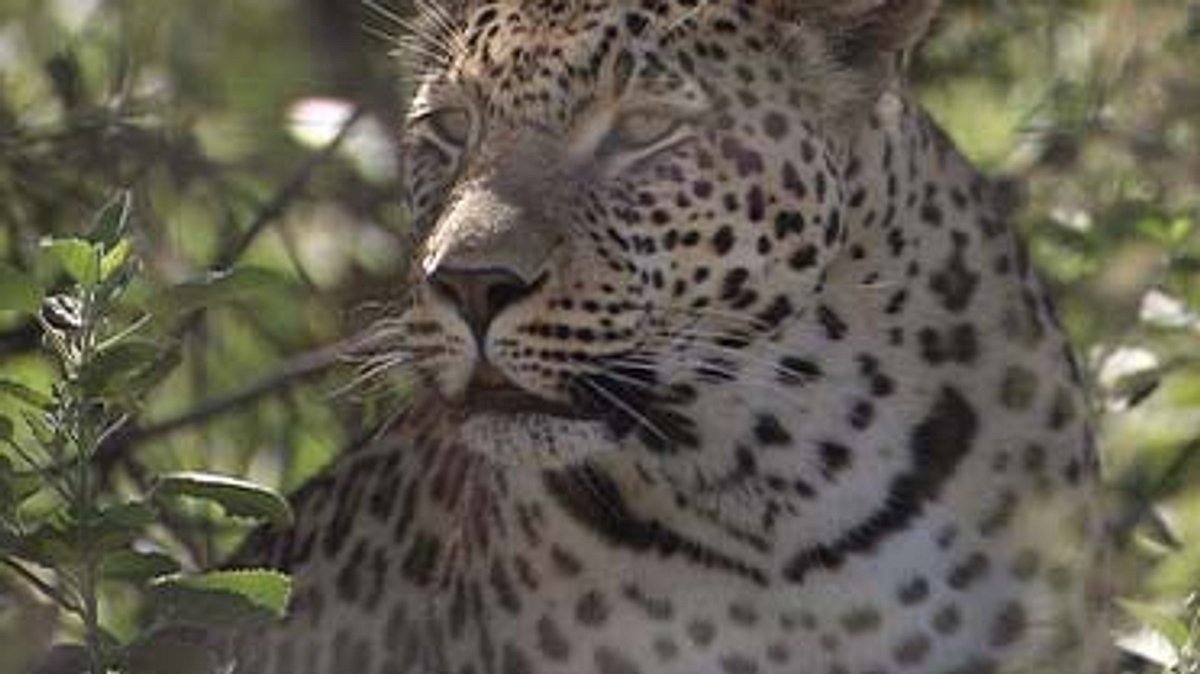 das waisenhaus für wilde tiere - abenteuer afrika