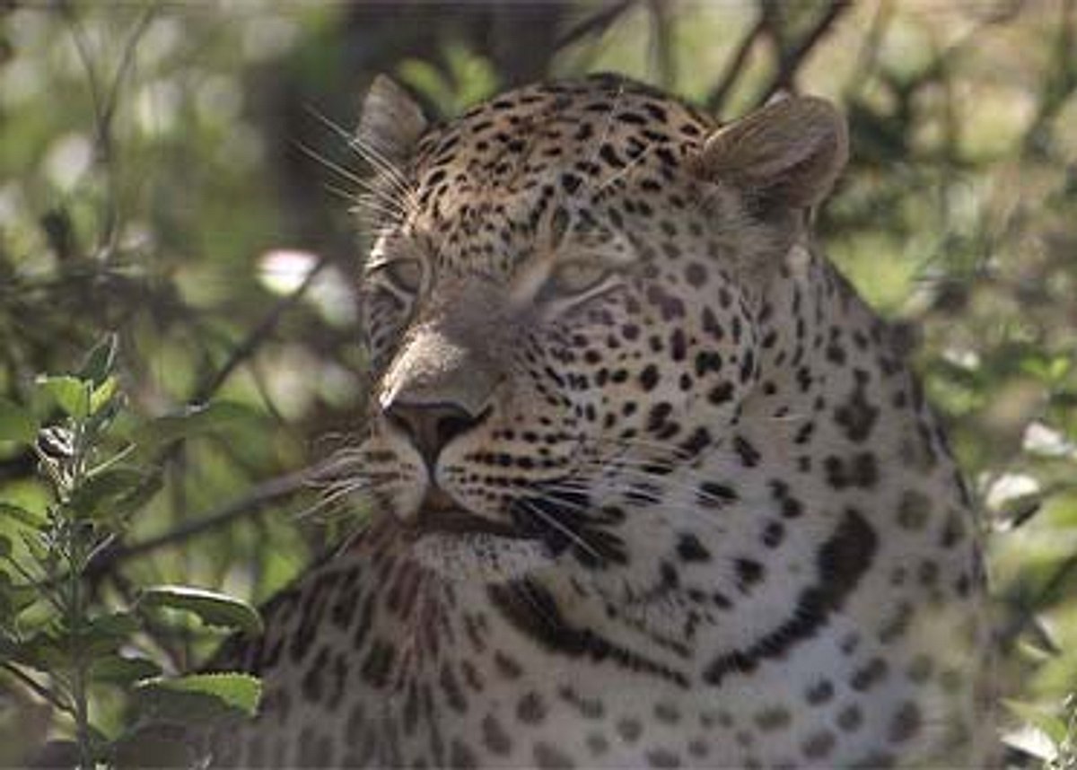 Das Waisenhaus für wilde Tiere - Abenteuer Afrika das waisenhaus für wilde tiere - abenteuer afrika