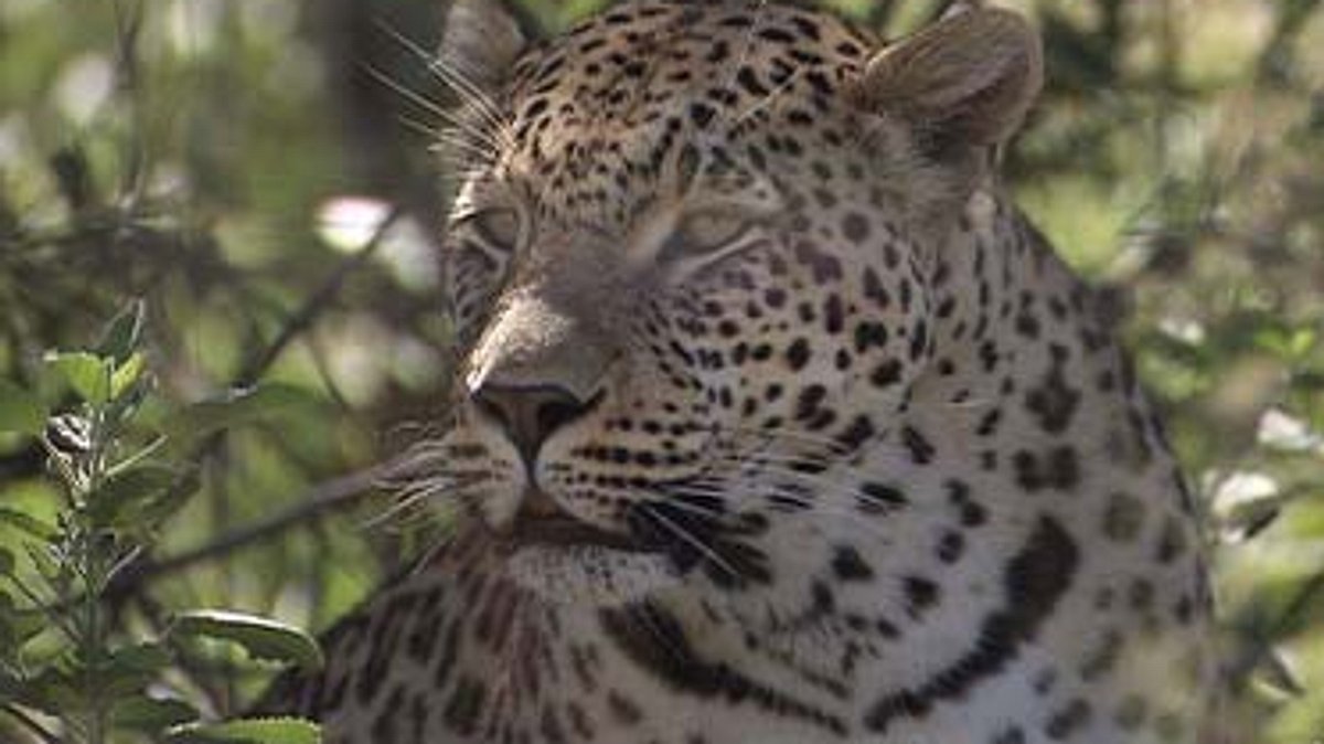 das waisenhaus für wilde tiere - abenteuer afrika