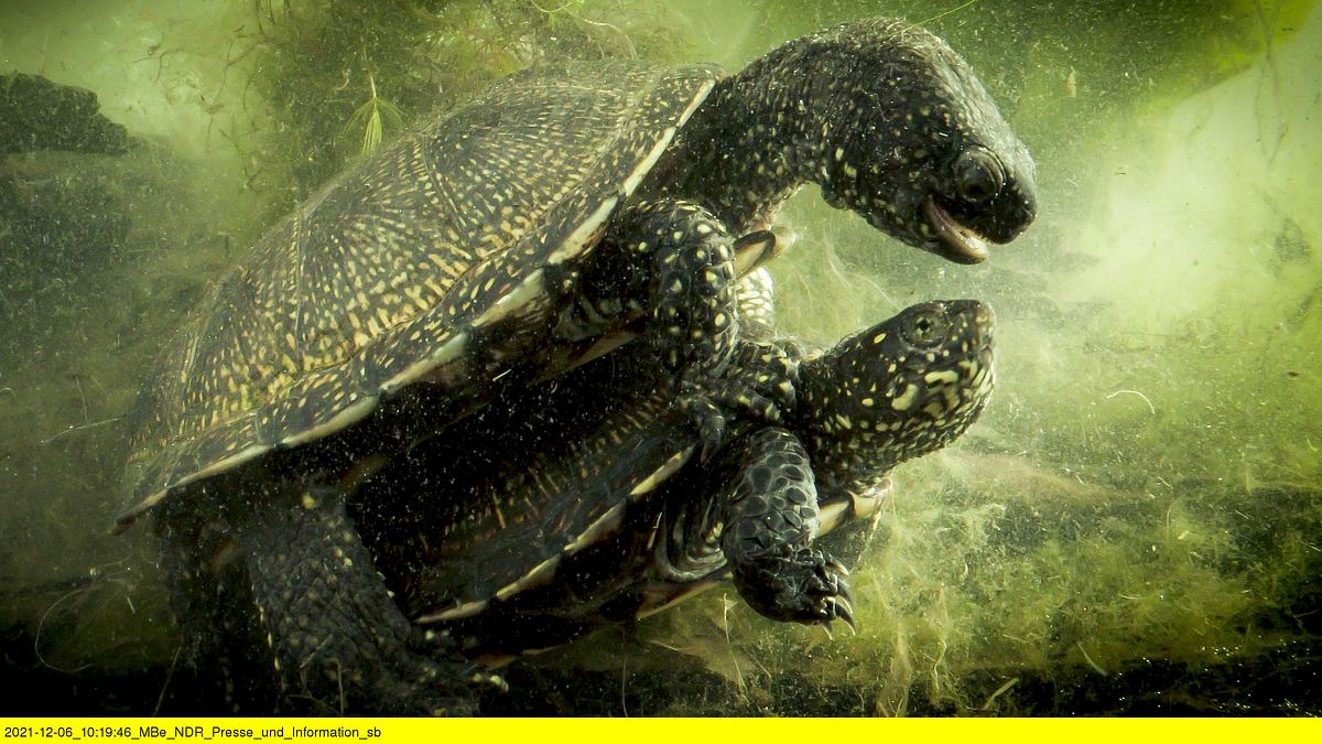 tierische heimkehrer - zurück in der natur