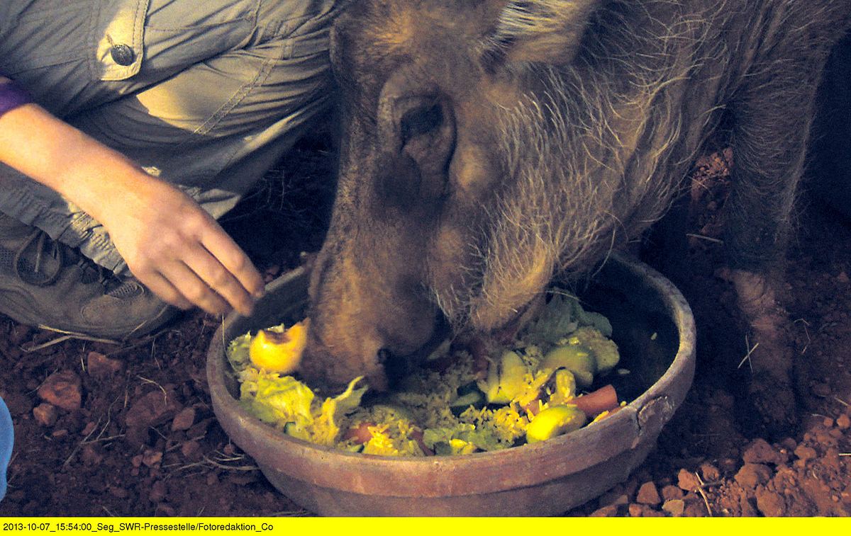 das waisenhaus für wilde tiere - abenteuer afrika