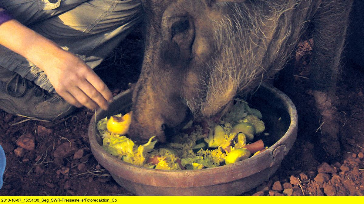 das waisenhaus für wilde tiere - abenteuer afrika