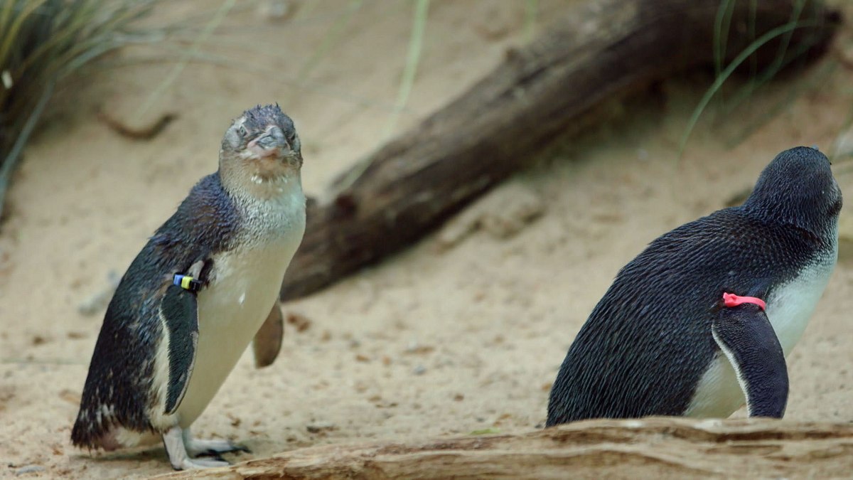 bronx zoo - tierpark der superlative