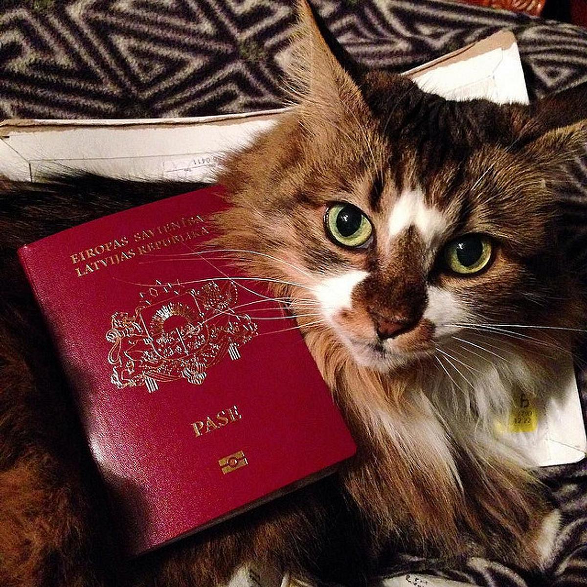 check-in für tiere