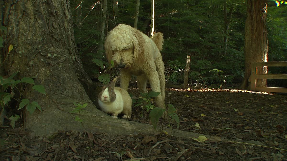tierische freundschaften