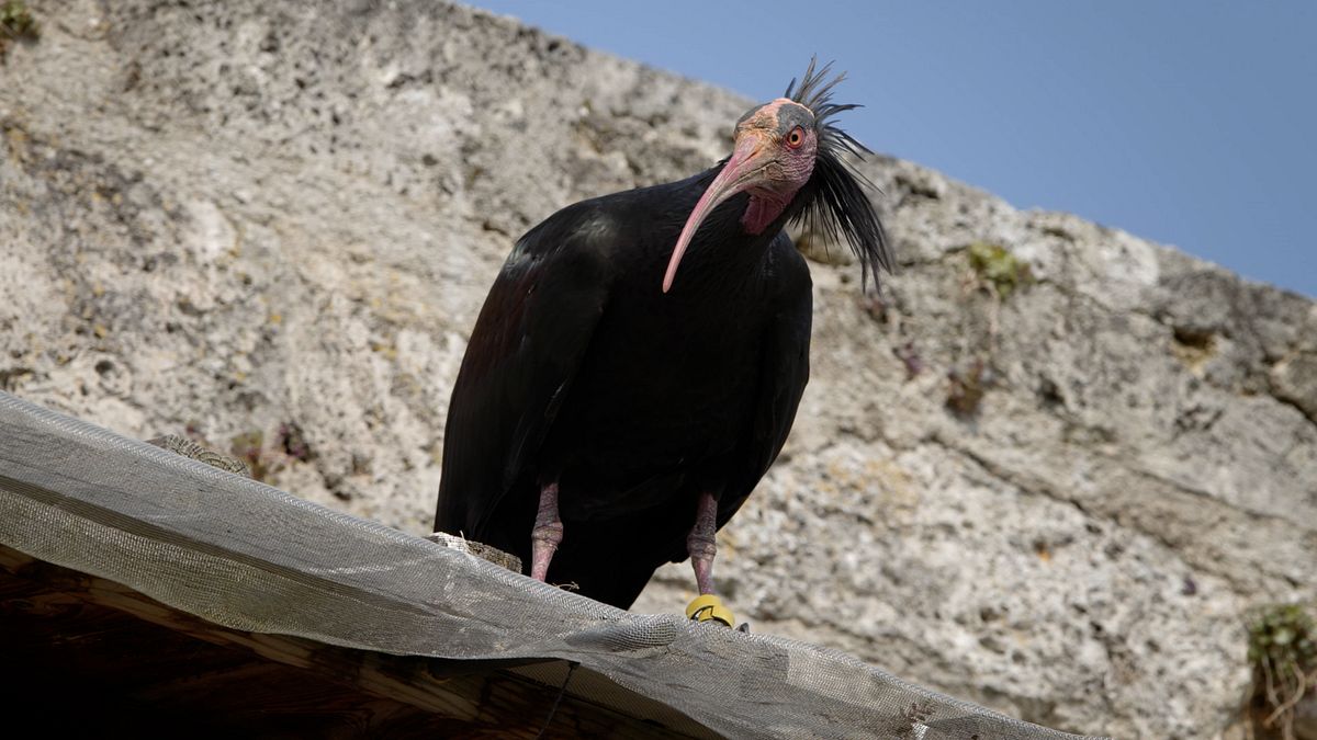 der waldrapp - zugvogel im aufwind
