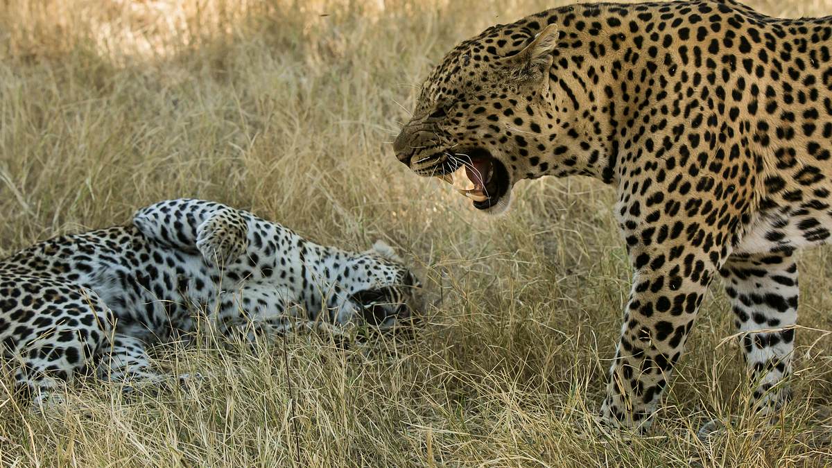 afrikas wilde tierwelt