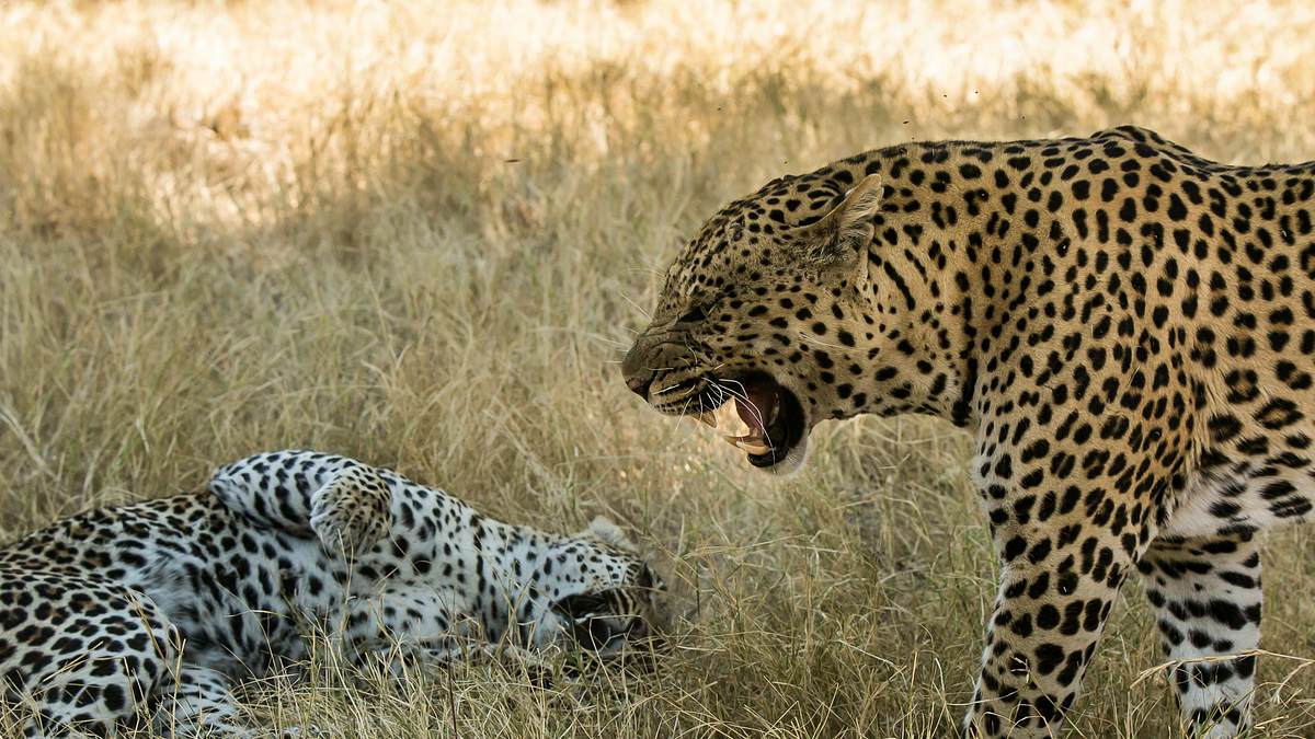 afrikas wilde tierwelt