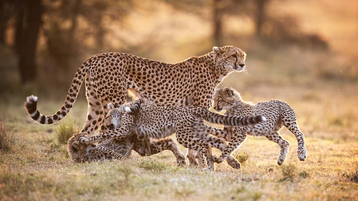 Big Cat Tales - Afrikas Raubkatzen big cat tales - afrikas raubkatzen