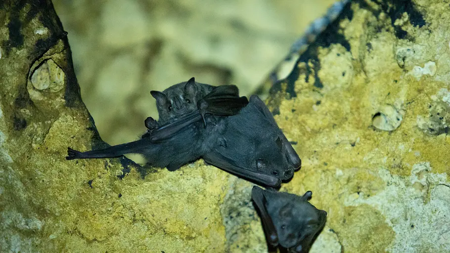 mexikos magische tierwanderungen