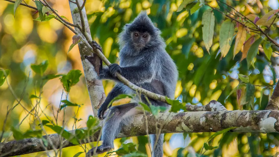 Bronx Zoo - Tierpark der Superlative bronx zoo - tierpark der superlative