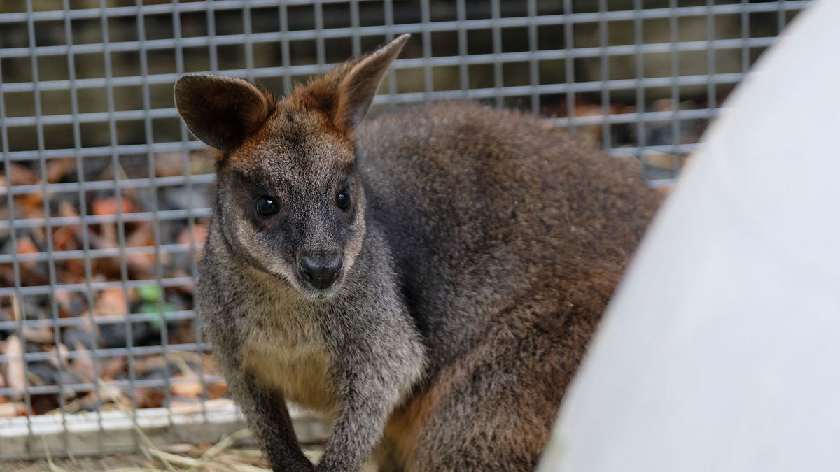 bronx zoo - tierpark der superlative