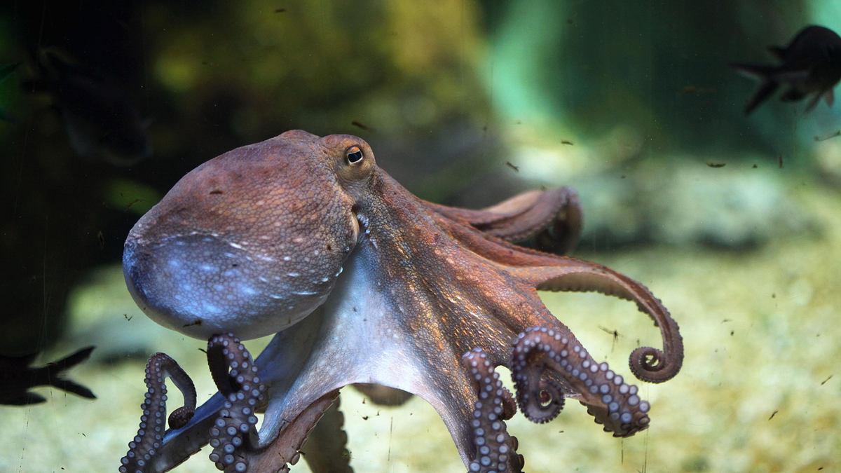 animal mysteries - unglaubliches tierverhalten