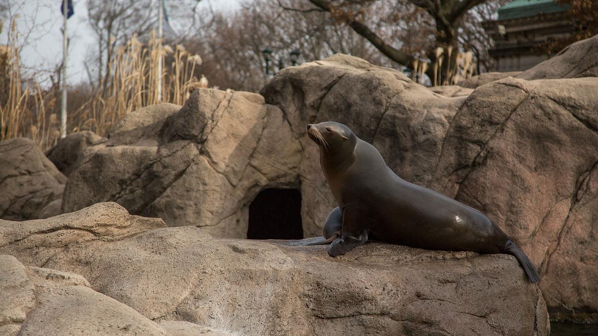 bronx zoo - tierpark der superlative