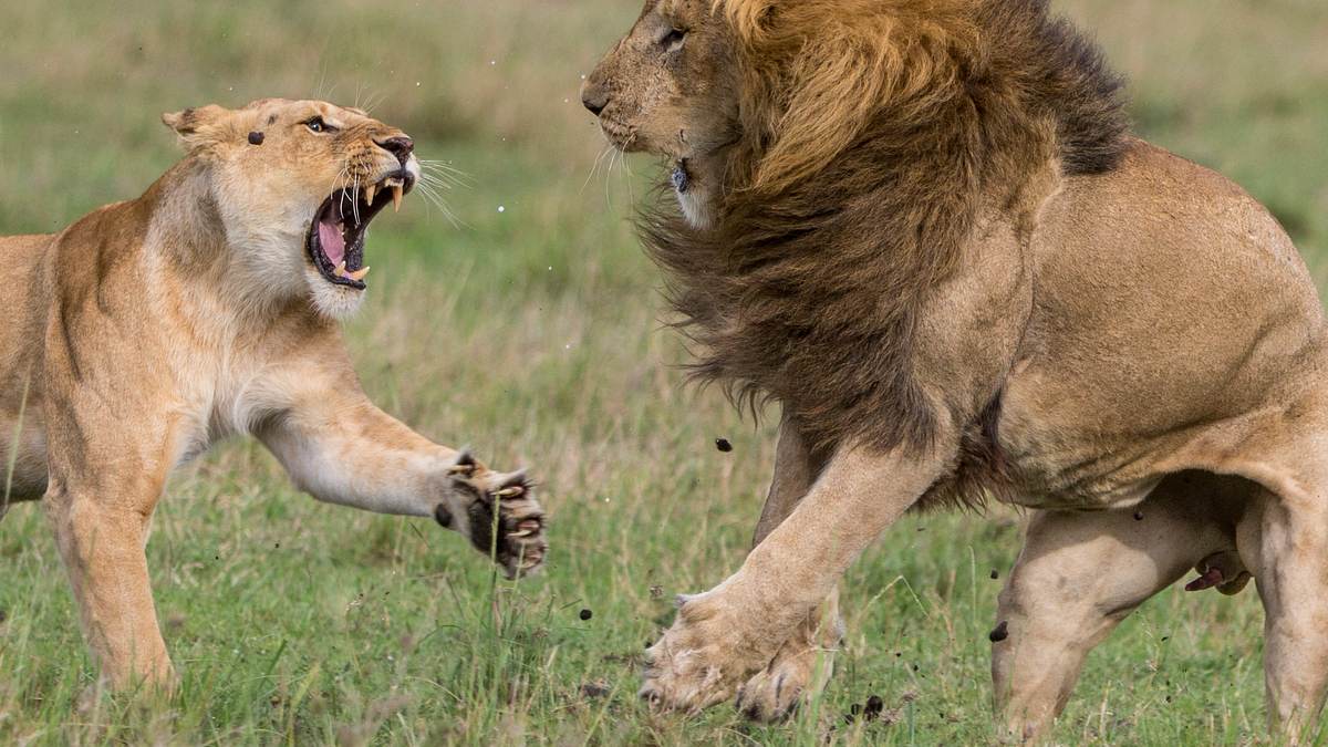 big cat tales - afrikas raubkatzen