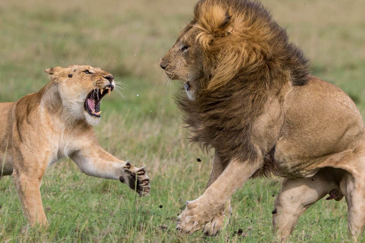 Big Cat Tales - Afrikas Raubkatzen big cat tales - afrikas raubkatzen
