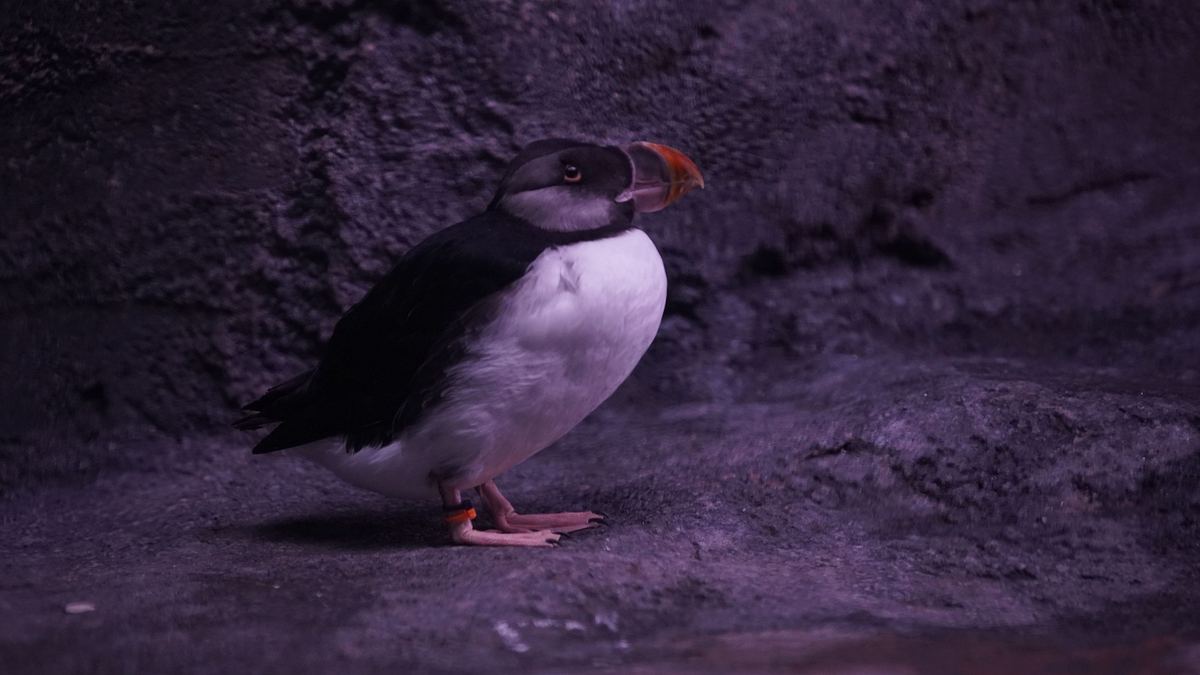 das atlanta-aquarium