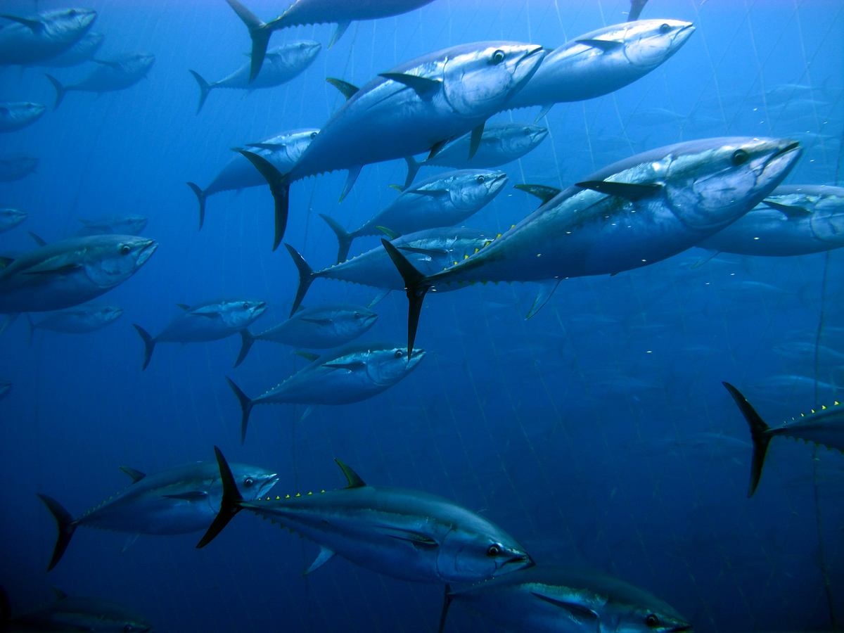 harpoon hunters