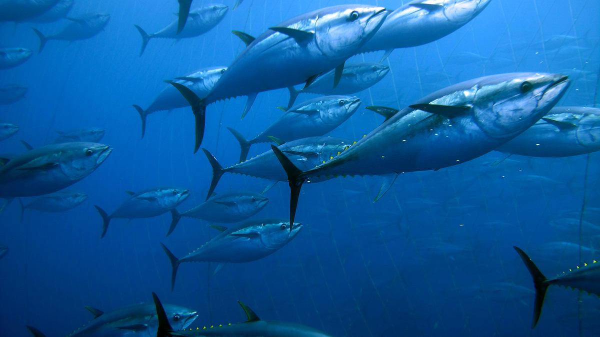 harpoon hunters