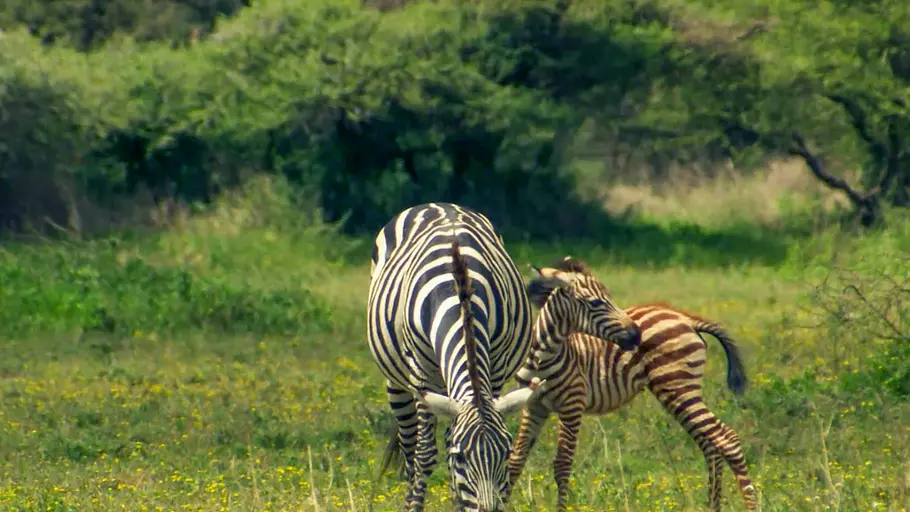 streifen durch die wildnis - die große zebrawanderung