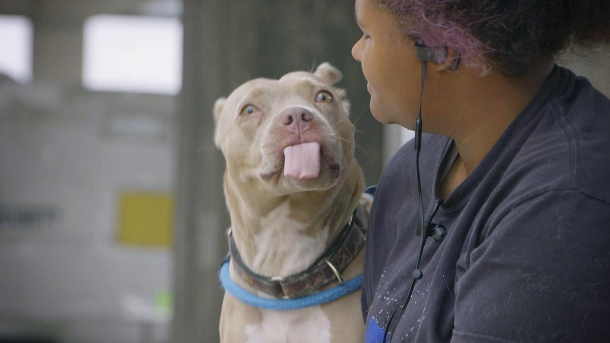 pitbulls auf bewährung