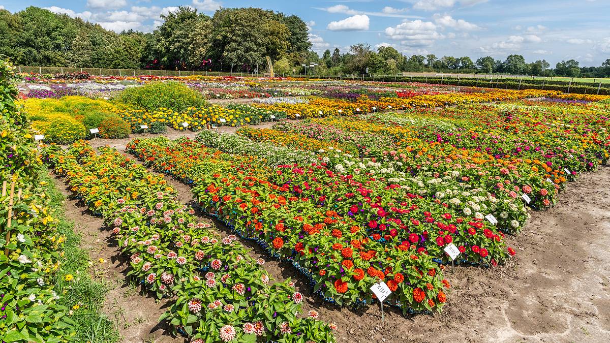 rasch durch den garten