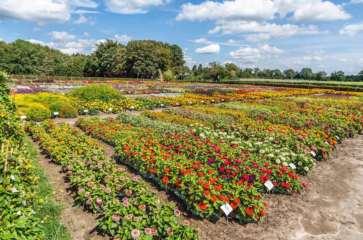 rasch durch den garten