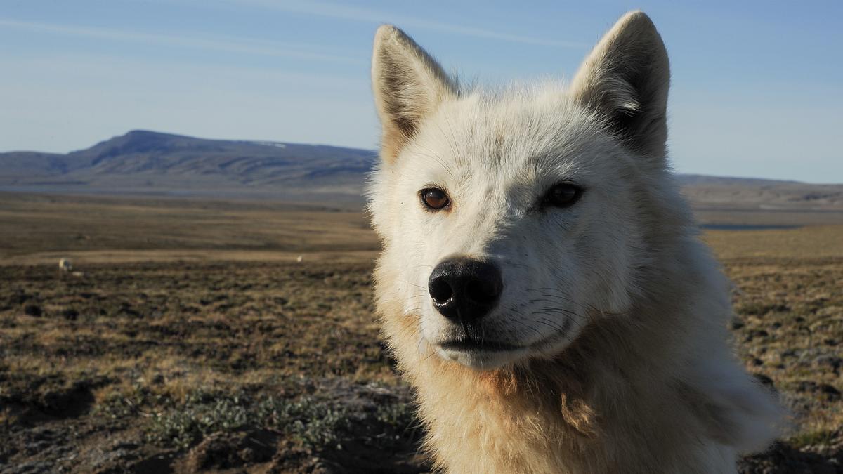 eisige tundra