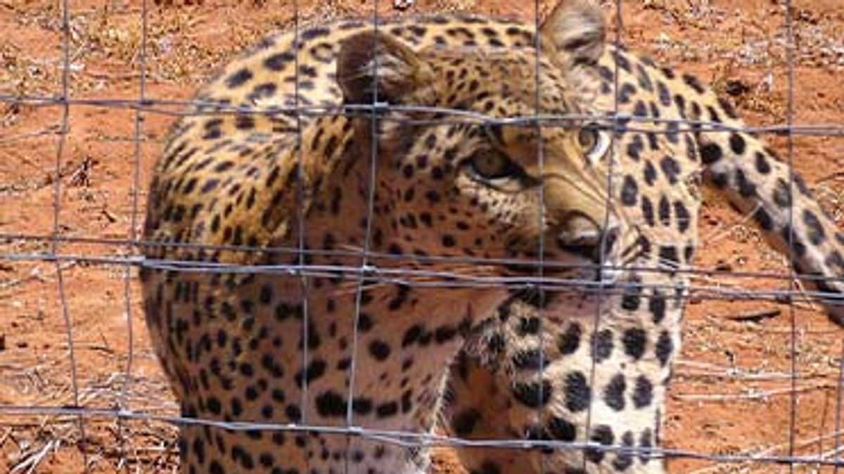 das waisenhaus für wilde tiere - abenteuer afrika