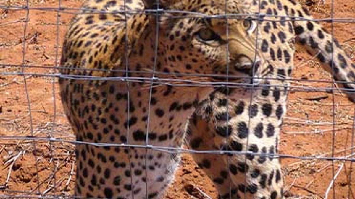 das waisenhaus für wilde tiere - abenteuer afrika