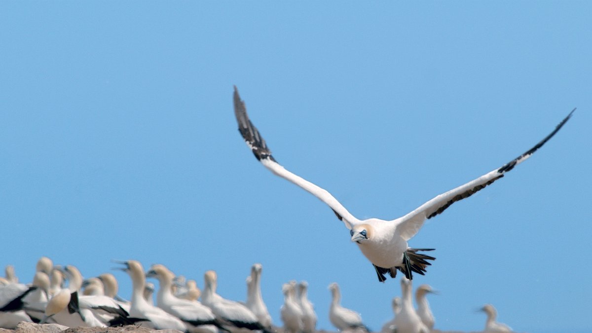 tierische freibeuter der meere