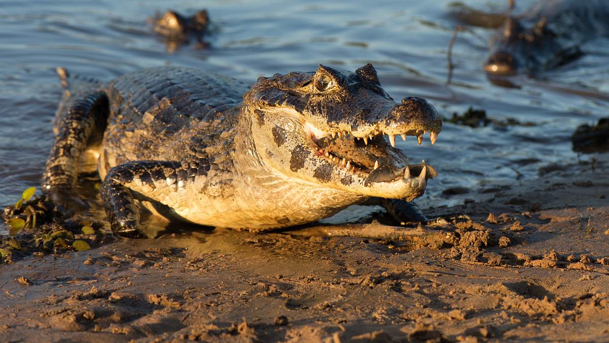 der schwarze kaiman: die legende des amazonas