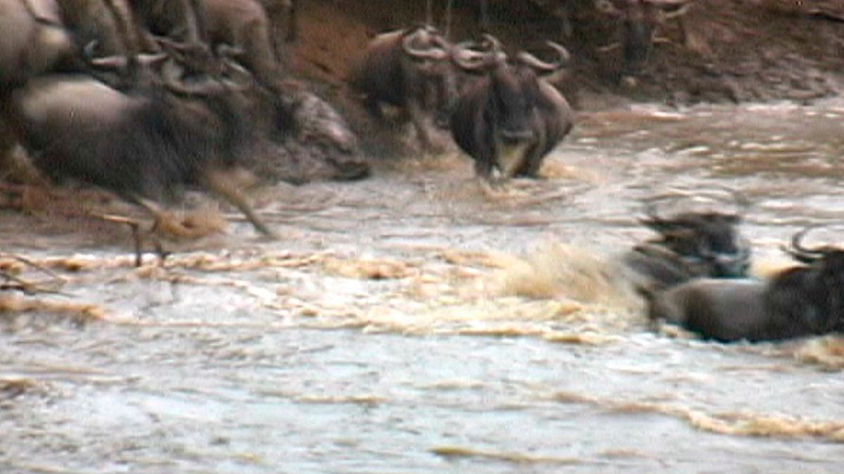 geheimakte wildnis