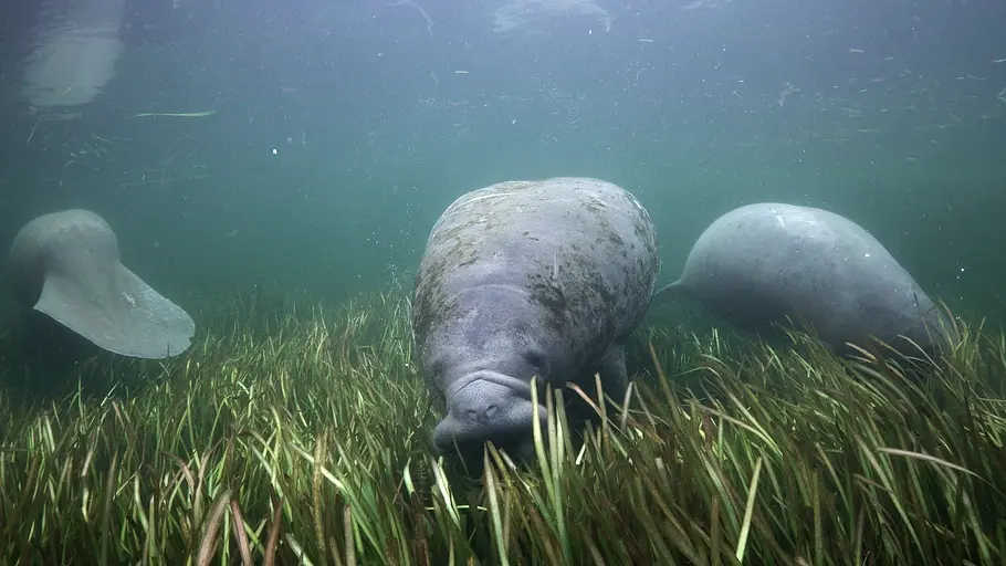 Frisches Gras für die Seekuh frisches gras für die seekuh