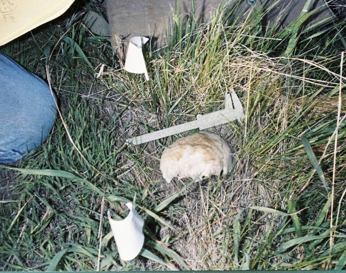Buried in the Backyard - Mord verjährt nicht buried in the backyard - mord verjährt nicht