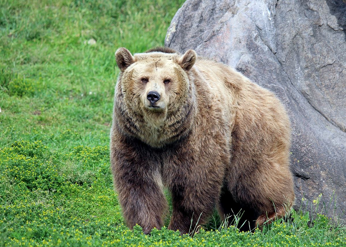 Dr. Ole: Tierarzt im Einsatz dr. ole: tierarzt im einsatz