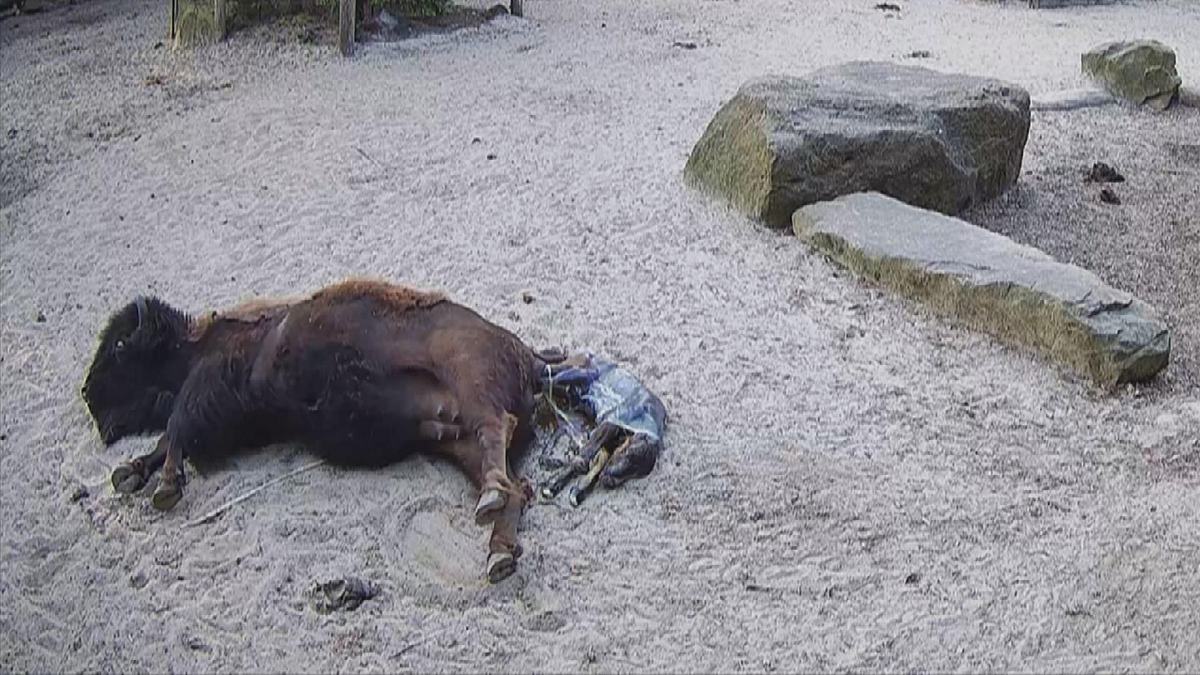 geheime tiergeburten