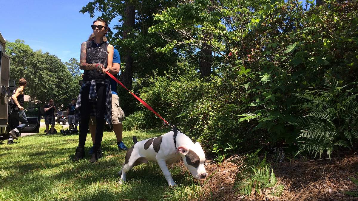 pitbulls auf bewährung