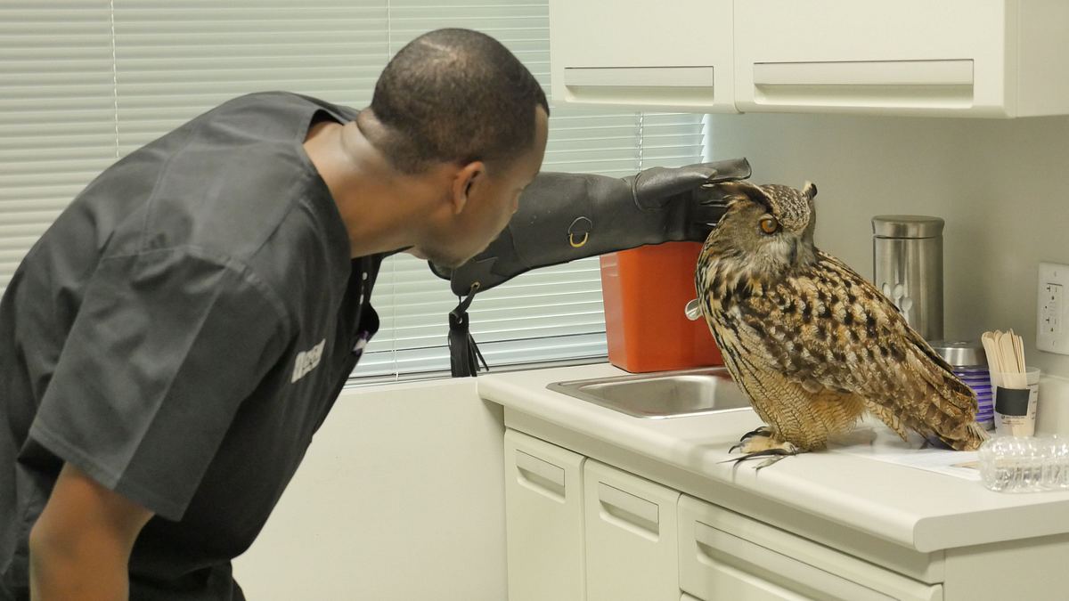 Die Tierärzte von Houston die tierärzte von houston
