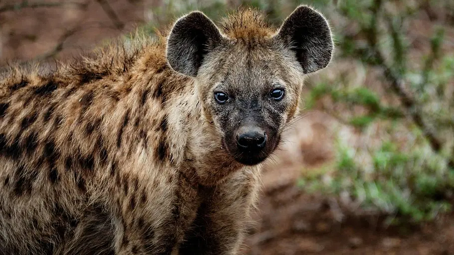 Tierische Superhelden tierische superhelden