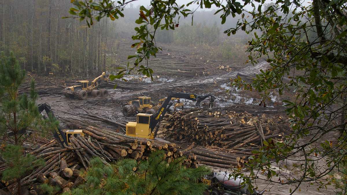 holzfäller extrem
