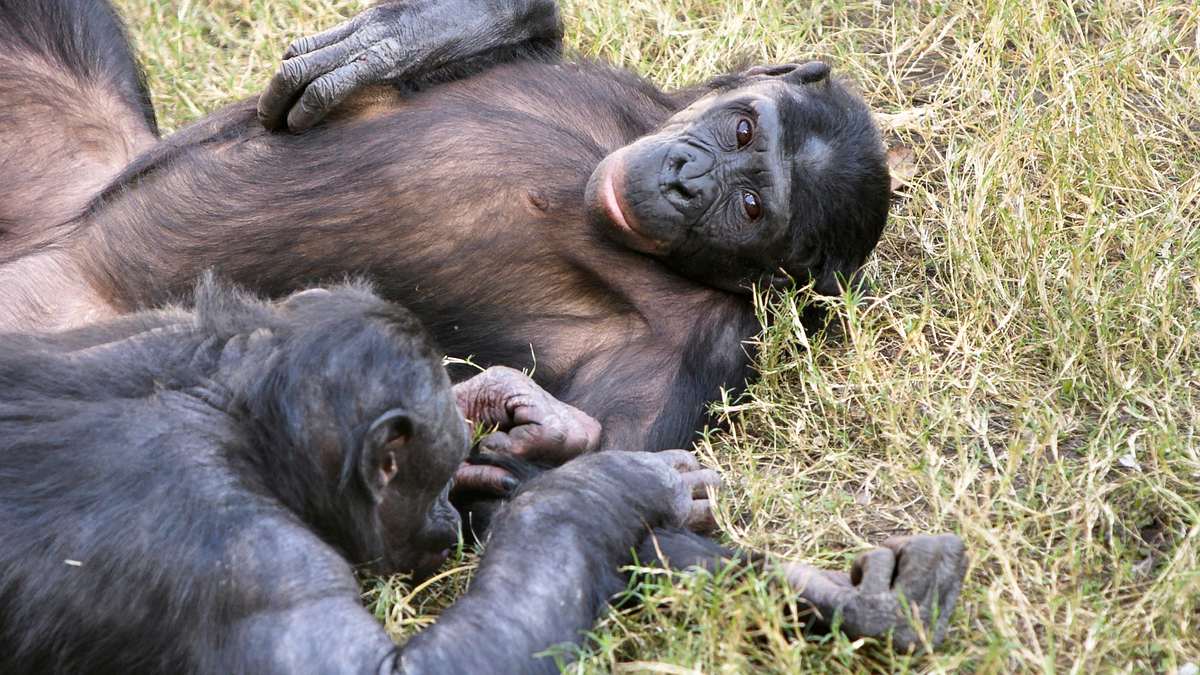 tierisch abgefahren