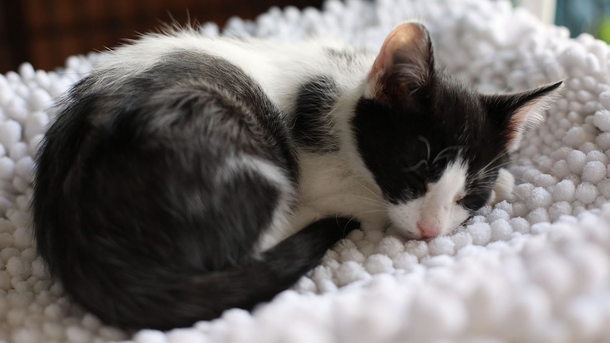 Der Katzenflüsterer der katzenflüsterer