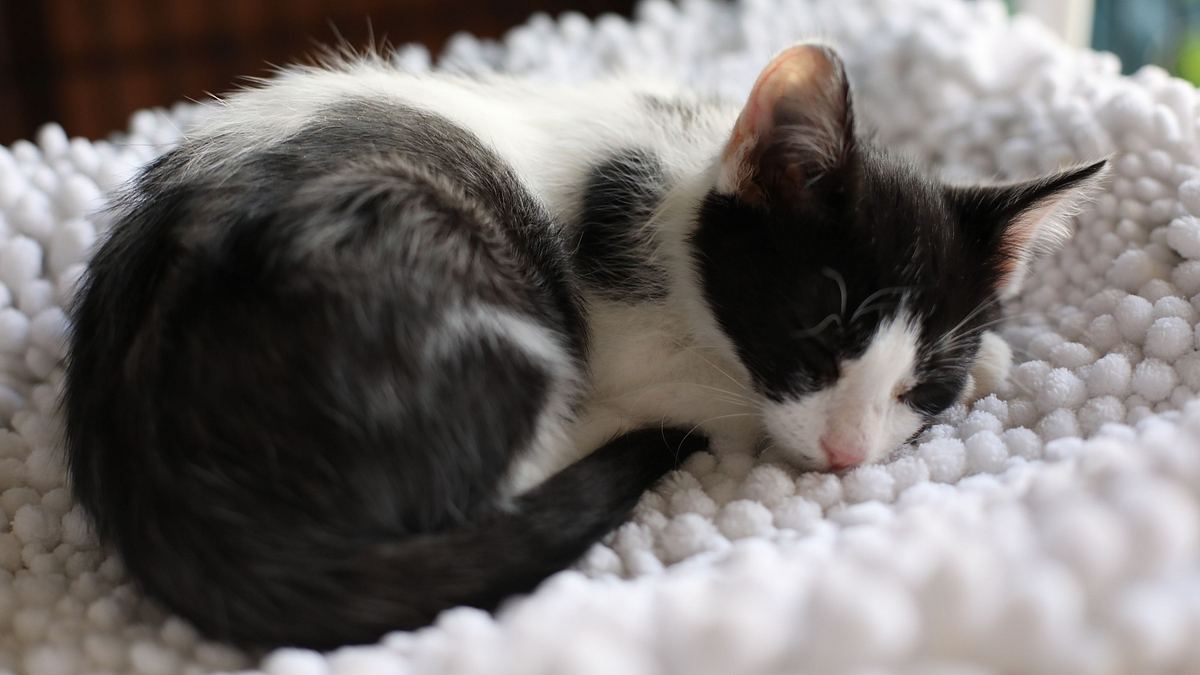 der katzenflüsterer