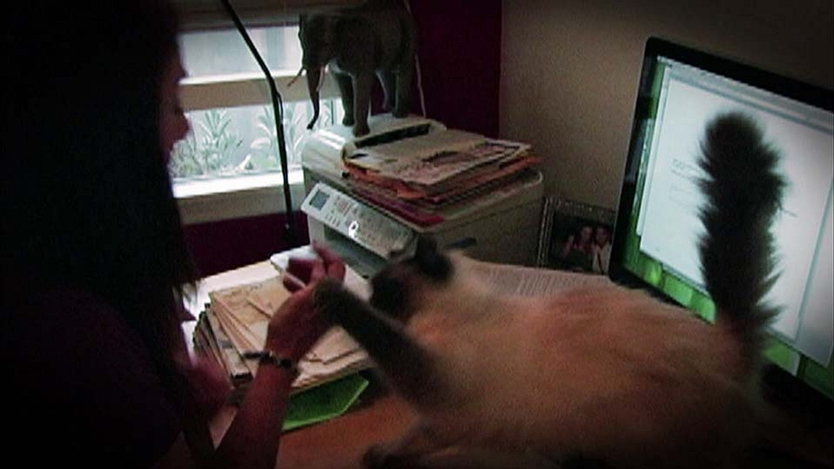 der katzenflüsterer